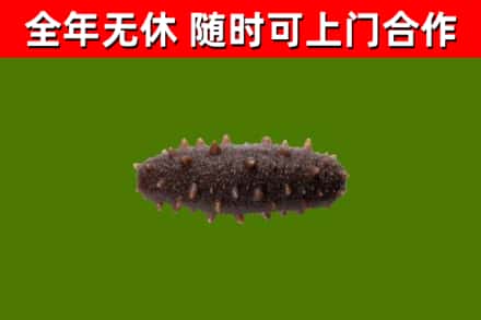 塔城回收海参干